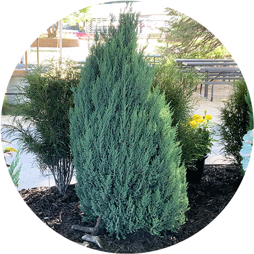 Blue Juniper Upright tree.